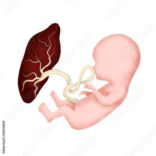 Obraz na plátně Fetus and placenta
