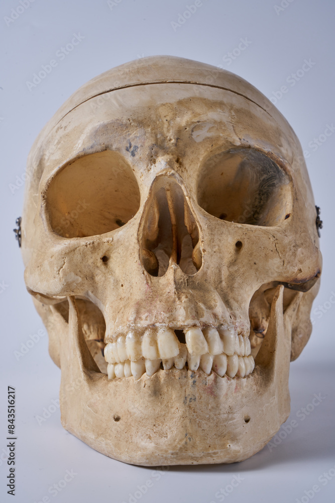 Naklejka premium Adult male skull on a white background.