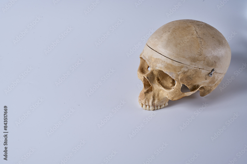 Adult male skull on a white background. Adult male skull on a white background.
