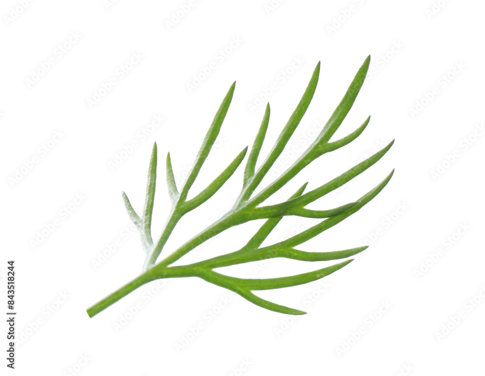 Sprig of fresh dill isolated on white Sprig of fresh dill isolated on white