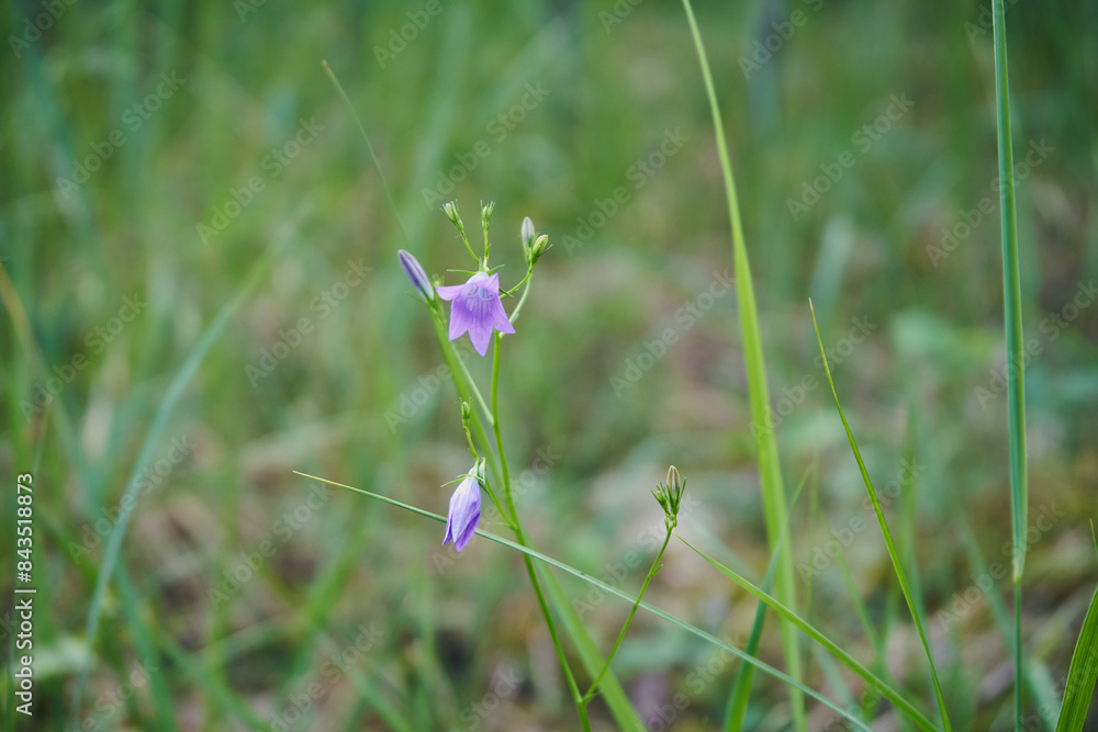 Dzwonek brzoskwiniolistny, Campanula persicifolia L. Dzwonek brzoskwiniolistny, Campanula persicifolia L.