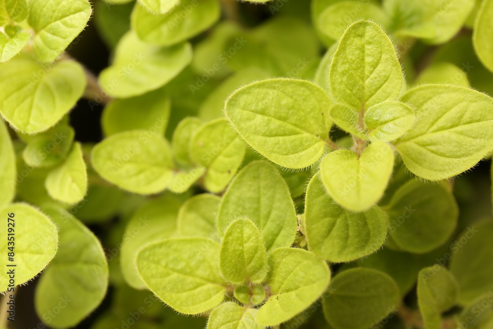 Green aromatic oregano as background, top view Green aromatic oregano as background, top view