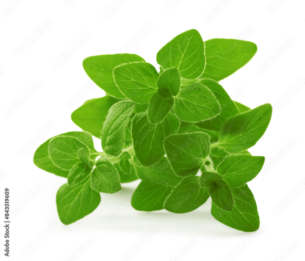 Sprig of fresh green oregano isolated on white Sprig of fresh green oregano isolated on white