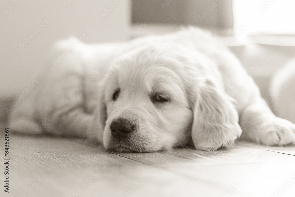 cute golden retriever puppy enjoying the sunday at home cute golden retriever puppy enjoying the sunday at home