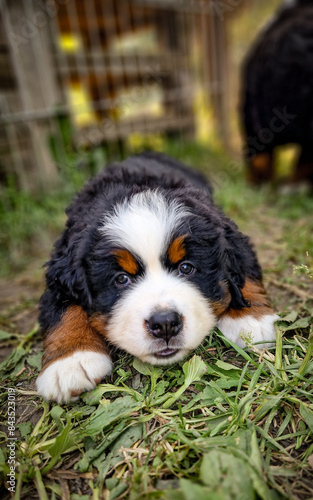 Puppy of Bernese Mountain Dog 