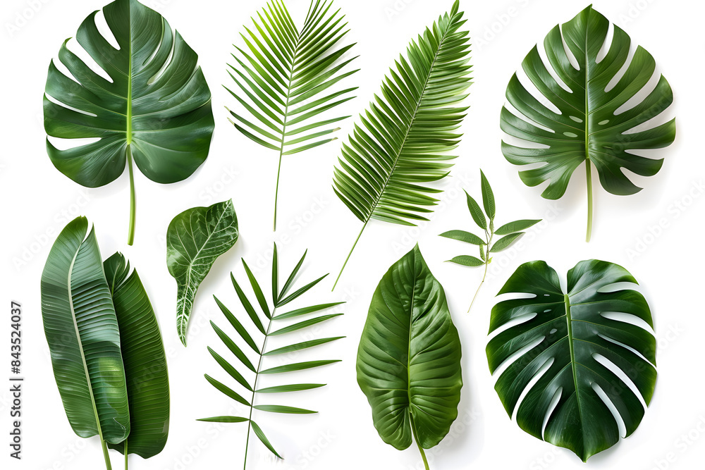 Set of Tropical leaves isolated on white background Set of Tropical leaves isolated on white background