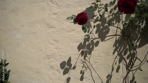 rose bush flowers in sunlight