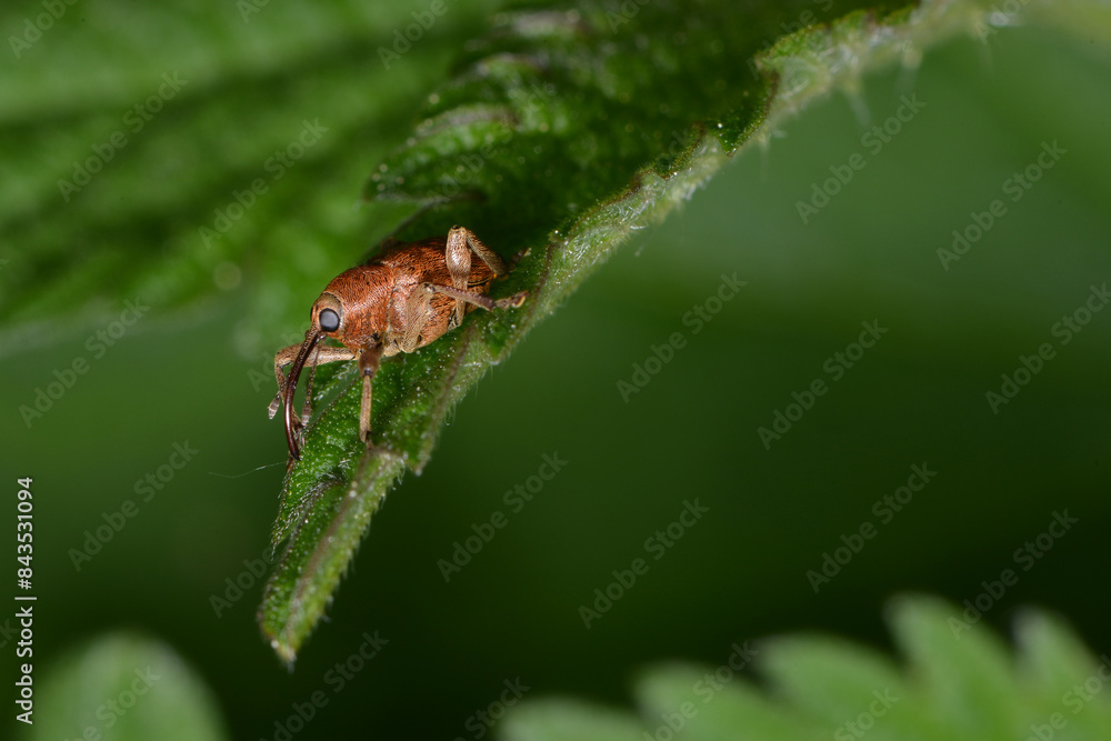 Fototapeta premium Haselnussbohrer, Curculio nucum