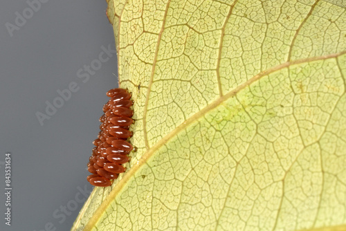 Großer Pappelblattkäfer,  Melasoma populi L. photo