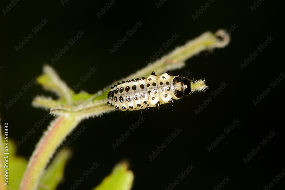 Großer Pappelblattkäfer, Melasoma populi L. Großer Pappelblattkäfer, Melasoma populi L.