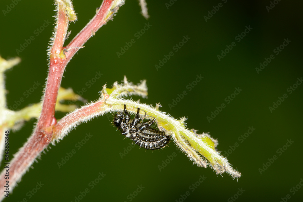 Großer Pappelblattkäfer, Melasoma populi L. Großer Pappelblattkäfer, Melasoma populi L.