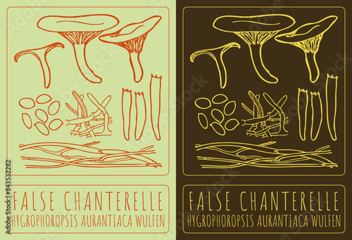 Vector drawing FALSE CHANTERELLE. Hand drawn illustration. The Latin name is HYGROPHOROPSIS AURANTIACA WULFEN