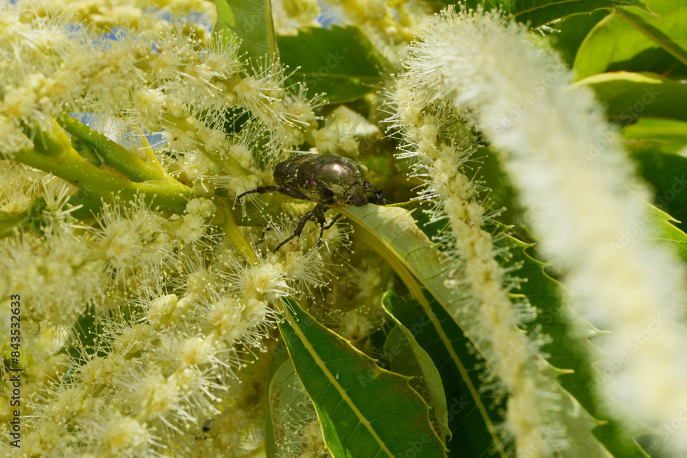Fototapeta premium Goldglänzende Rosenkäfer, Cetonia aurata