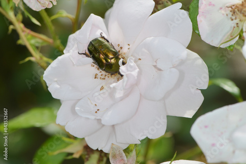 Goldglänzende Rosenkäfer, Cetonia aurata photo