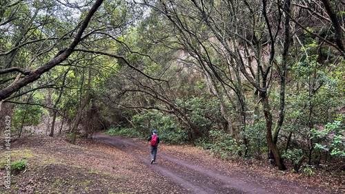 Sendero en los bosques de la isla de Tenerife, Canarias photo