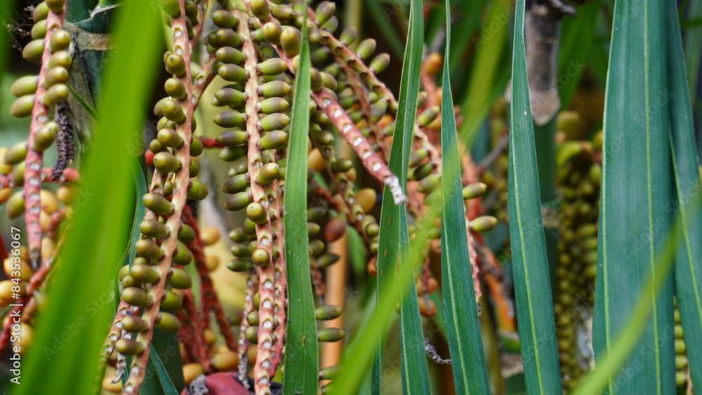 A close-up photo of a contrasting ivory palm fruit, showing strong, healthy growth. Fruits A close-up photo of a contrasting ivory palm fruit, showing strong, healthy growth. Fruits