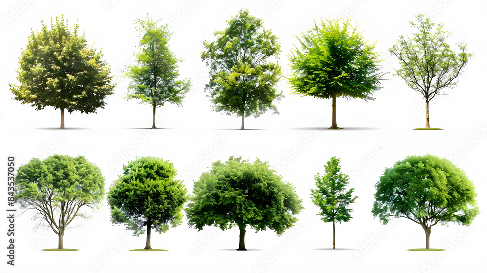 Collection of Trees isolated on a white background Collection of Trees isolated on a white background