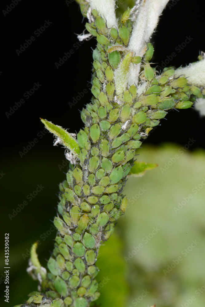 Grüne Apfelblattlaus, Aphis pomi Grüne Apfelblattlaus, Aphis pomi