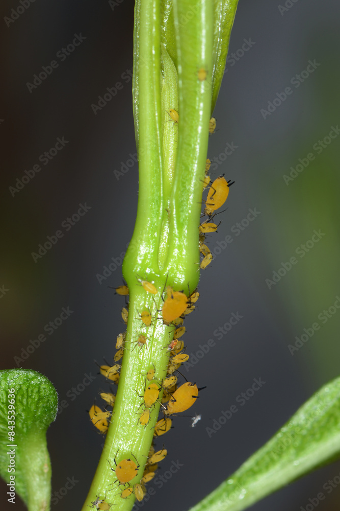Naklejka premium Oleanderblattlaus, Seidenblattlaus, Aphis nerii