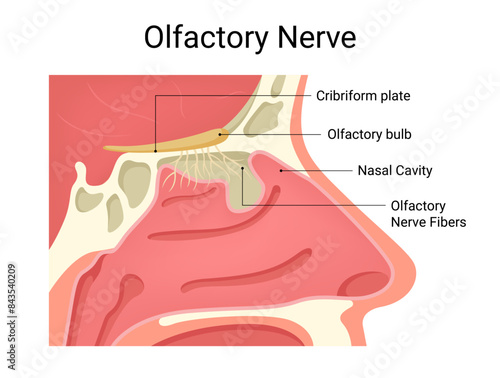 Internal Structure of Human Olfactory Nerve