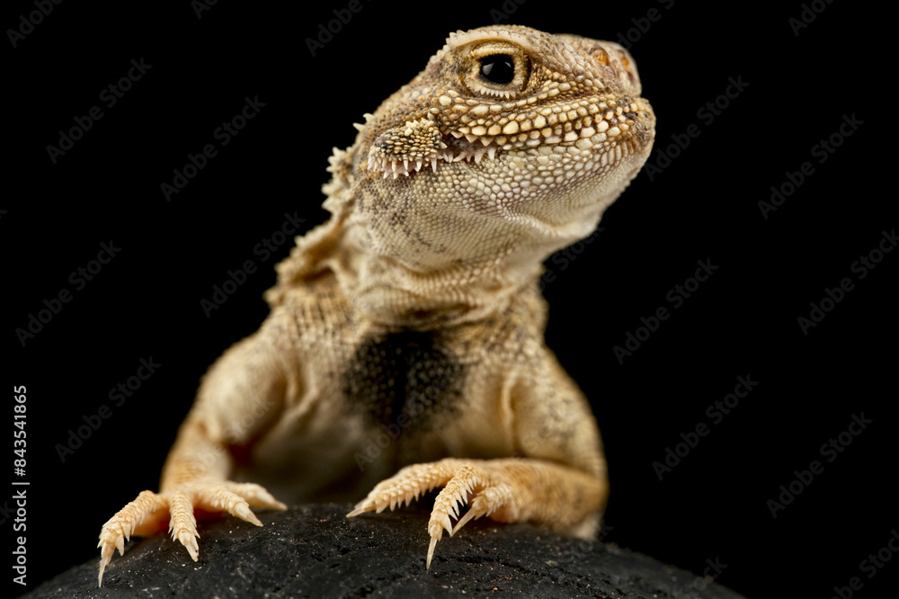 Fototapeta premium Secret Toadhead Agama (Phrynocephalus mystaceus)