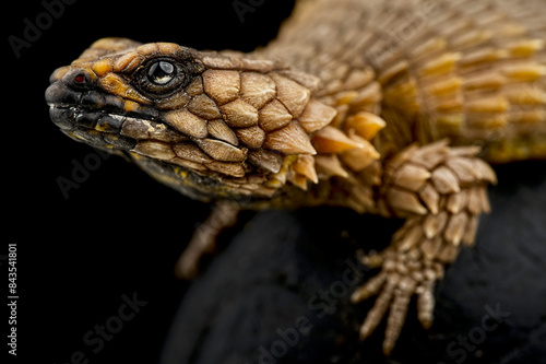 Armadillo girdled lizard (Ouroborus cataphractus)