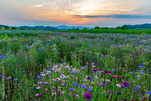 A landscape full of cornflowers and various flowers in a field along the river. A sunset view along the Namgang River in Haman-gun, South Gyeongsang Province, South Korea. photo