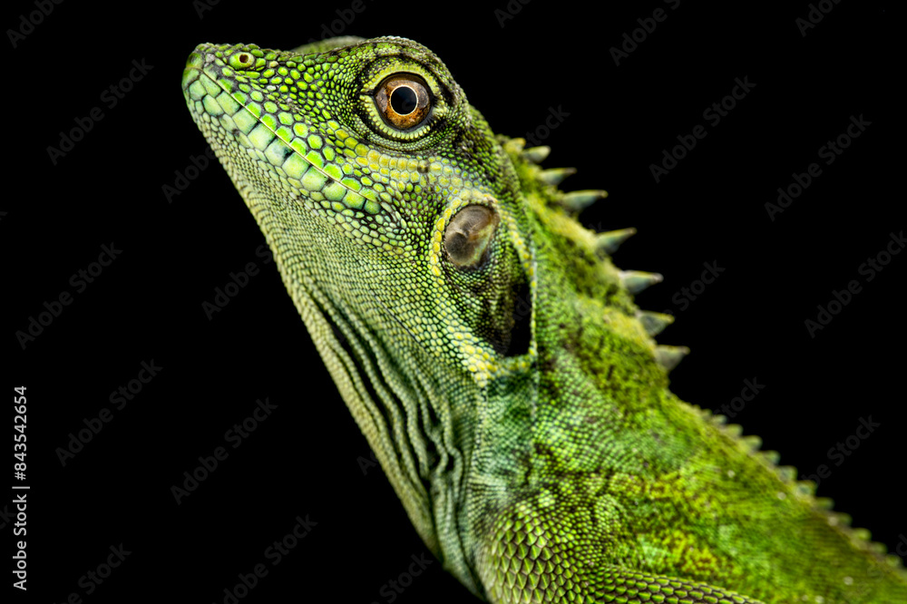 Large eared Anglehead Agama (Hypsilurus auritus) Large eared Anglehead Agama (Hypsilurus auritus)