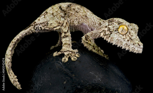 Mossy leaf-tailed gecko (Uroplatus sikorae) photo