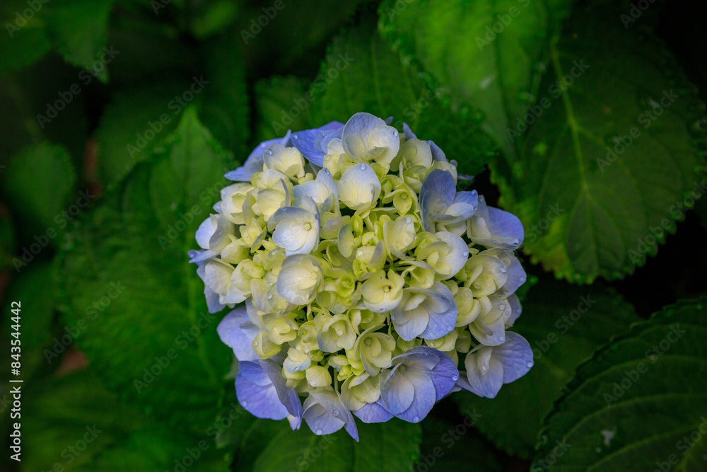 Beautiful summer flowers, hydrangeas blooming on the forest path Beautiful summer flowers, hydrangeas blooming on the forest path