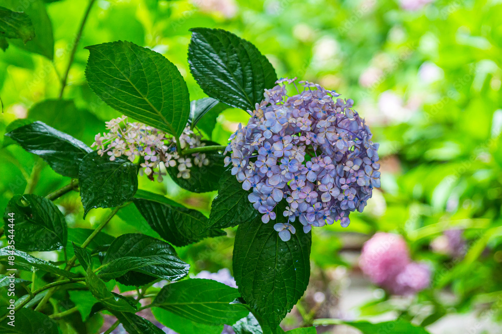 Beautiful summer flowers, hydrangeas blooming on the forest path Beautiful summer flowers, hydrangeas blooming on the forest path