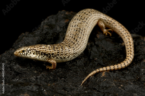 Ocellated skink (Chalcides ocellatus)