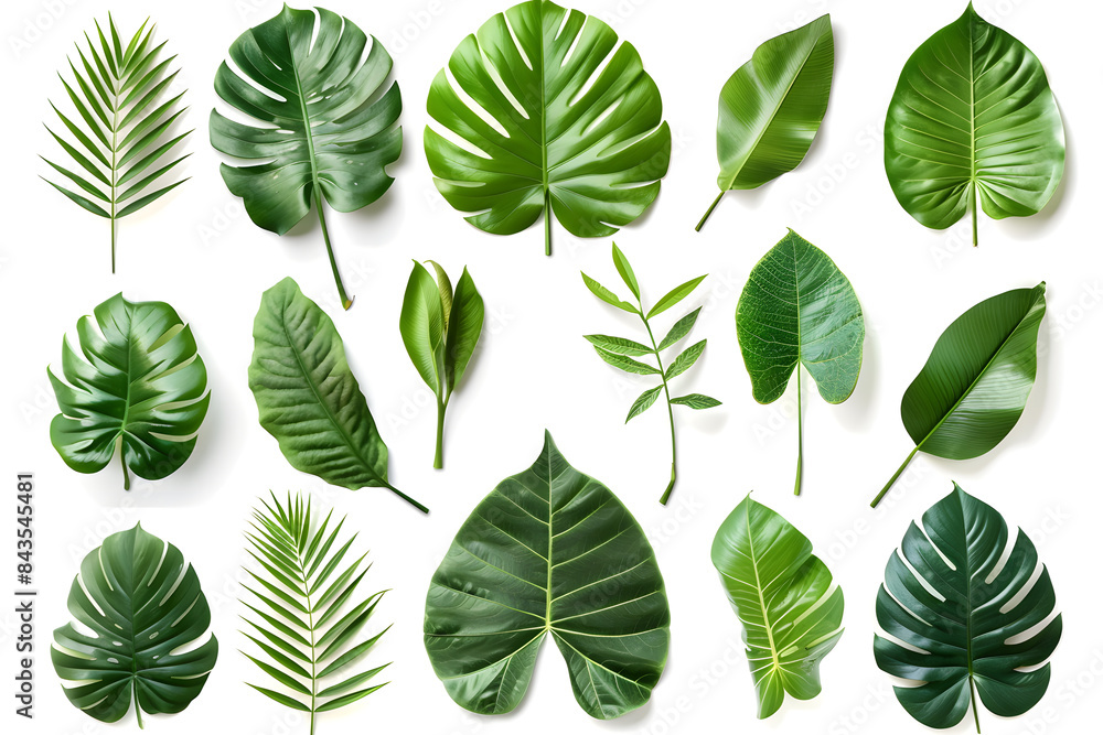 Fototapeta premium Set of Tropical leaves isolated on white background