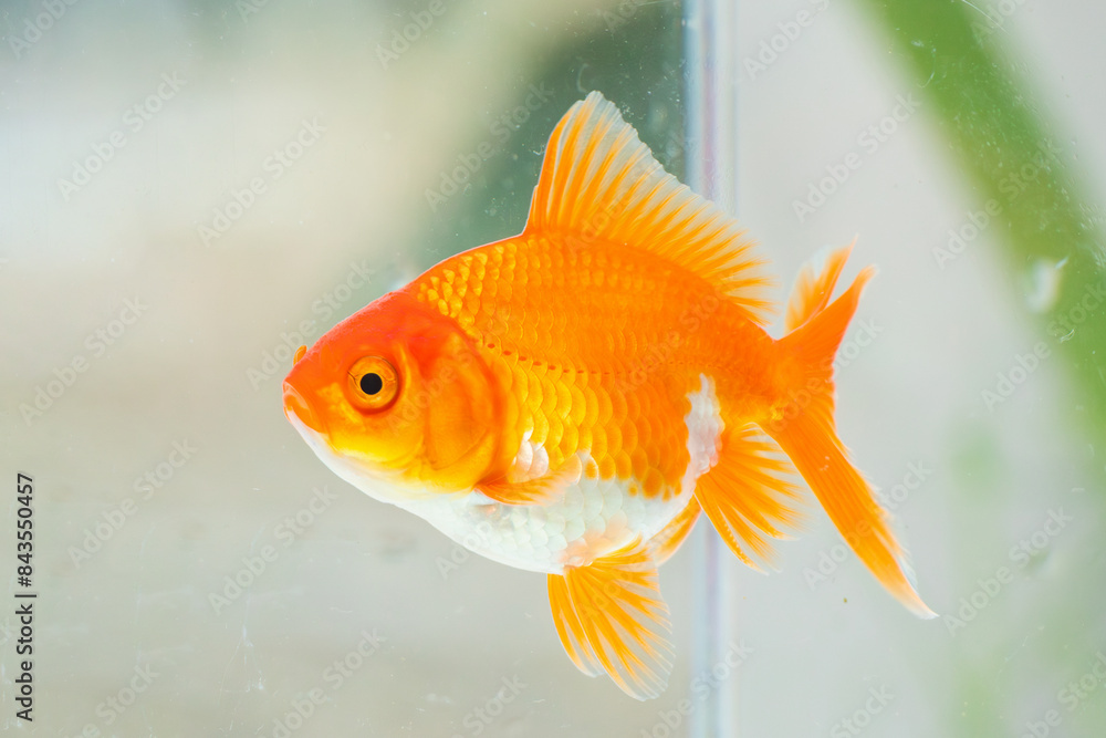 Oranda goldfish in aquarium fish tank close up Oranda goldfish in aquarium fish tank close up