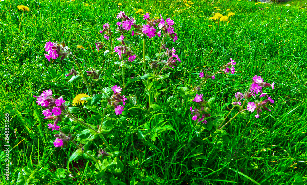 Rote Lichtnelke (Silene dioica) Rote Lichtnelke (Silene dioica)