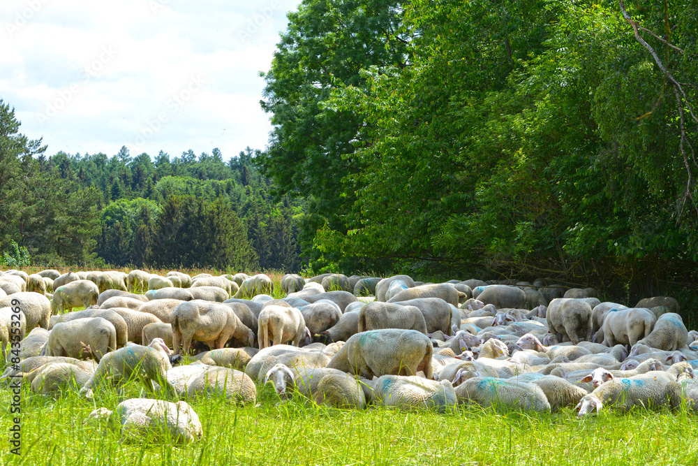 Obraz premium Schafhaltung