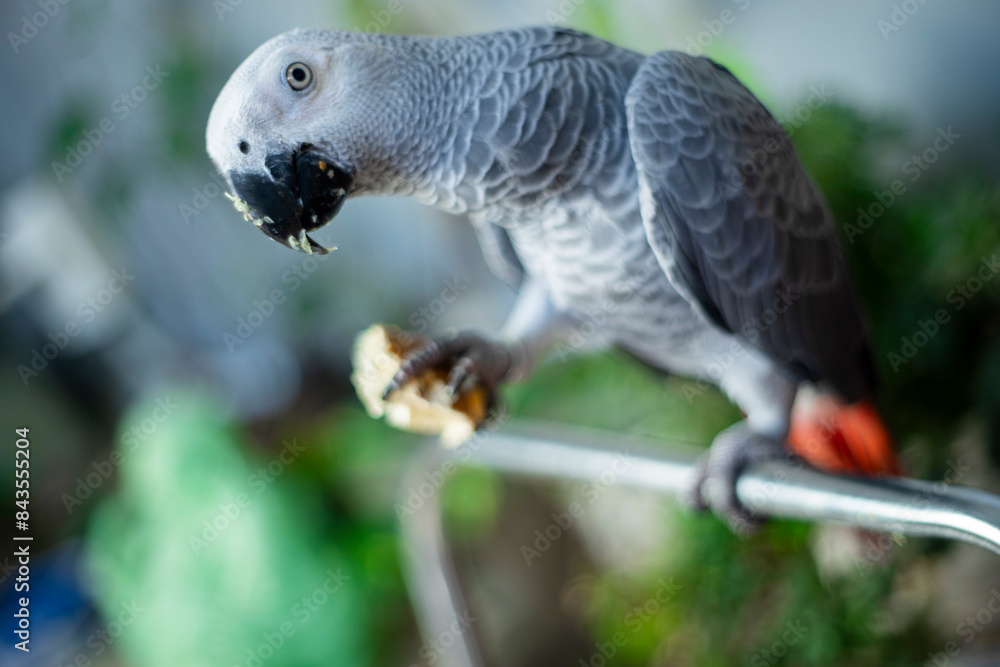 Fototapeta premium African Grey Parrot, because at this time the baby African Grey Parrot have not yet opened their eyes so African Grey Parrot do not recognize their parents