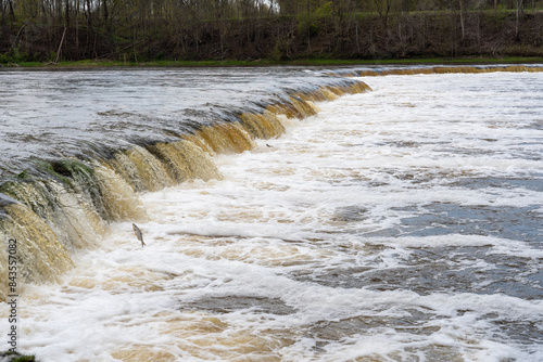 Vimba (Vimba vimba) fish jumping over waterfall on the Venta River, Kuldiga, Latvia. photo