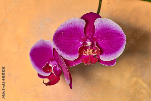 orquídea mariposa rosa (phalaenopsis aphrodite)