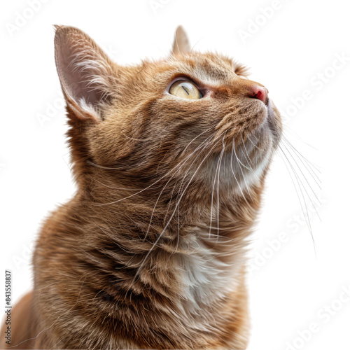 Ginger Cat Looking Up