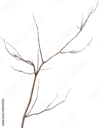Obraz na plátně Dry tree branches isolated on white background