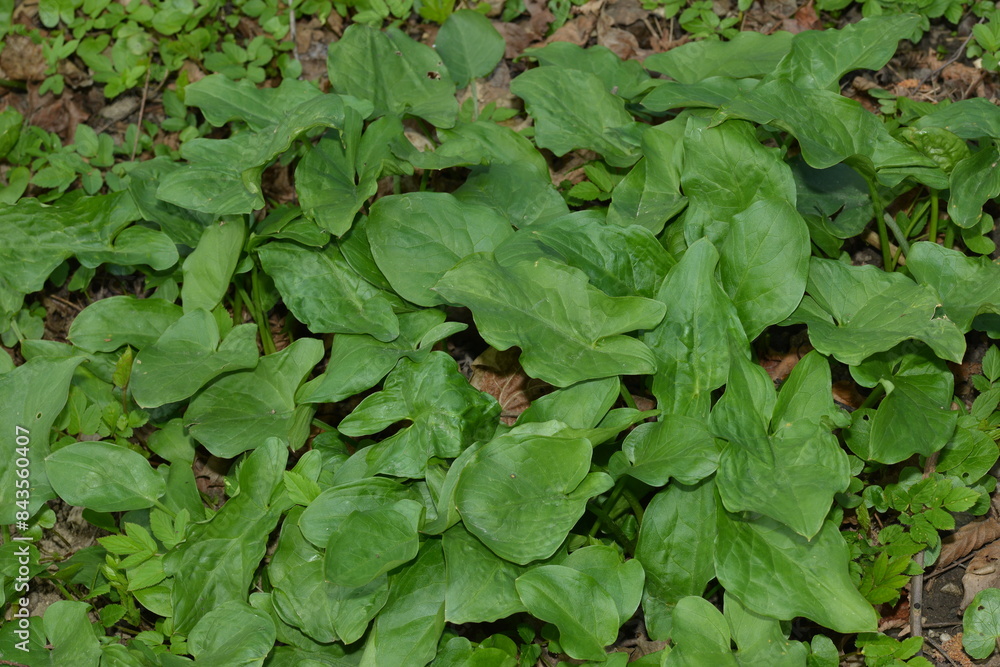 Aronstab, Gefleckter, Arum maculatum Aronstab, Gefleckter, Arum maculatum