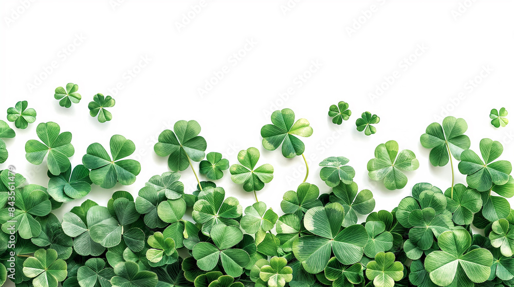 Fototapeta premium Four leaf clover for St. Patrick's Day , postcards .