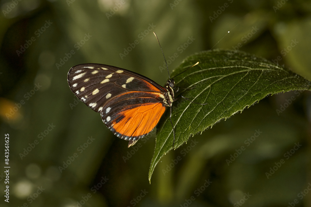 mariposa tigre de cola larga (heliconius hecale) mariposa tigre de cola larga (heliconius hecale)