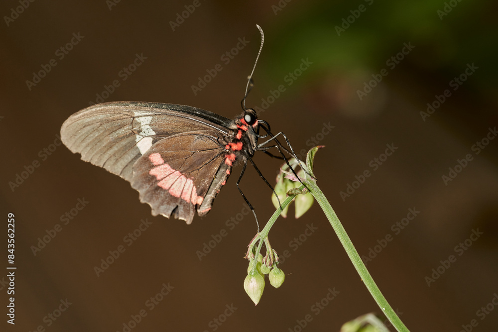 Fototapeta premium mariposa alas de pájaro (parides erithalion) 