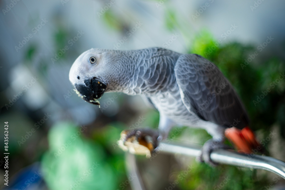Fototapeta premium African Grey Parrot living in the wild). Not only is African Grey Parrot considered one of the most beautiful birds.face and eye rims surrounded by a narrow layer of white skin, 