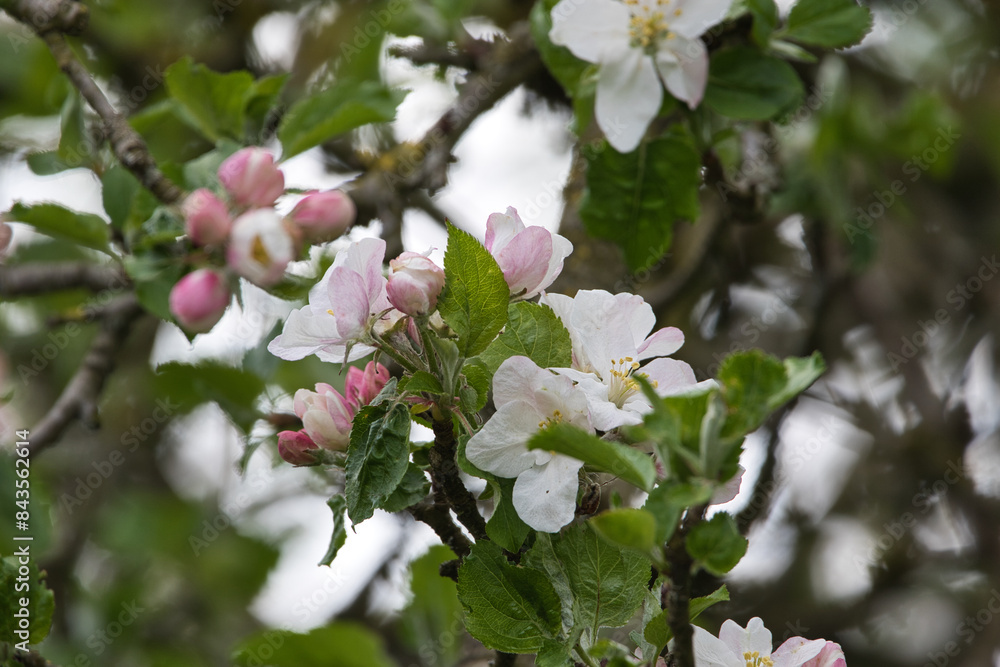 Apfelblüte Apfelblüte