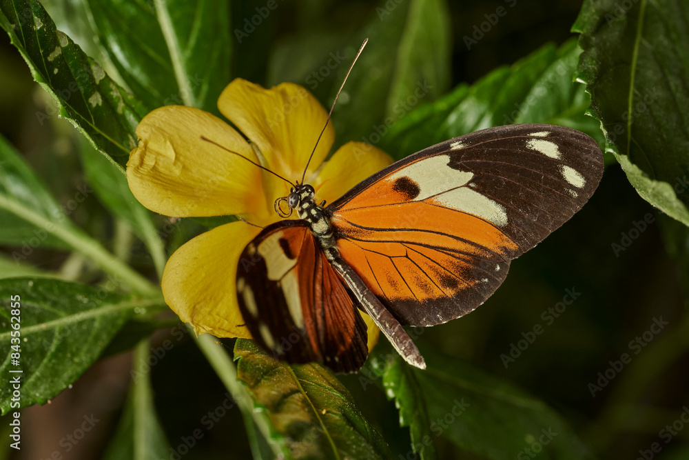 mariposa tigre de cola larga (heliconius hecale) mariposa tigre de cola larga (heliconius hecale)