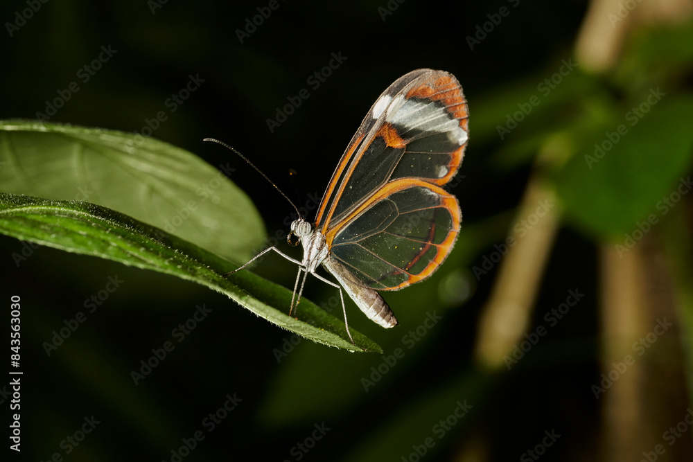 mariposa alas de cristal (greta oto) mariposa alas de cristal (greta oto)