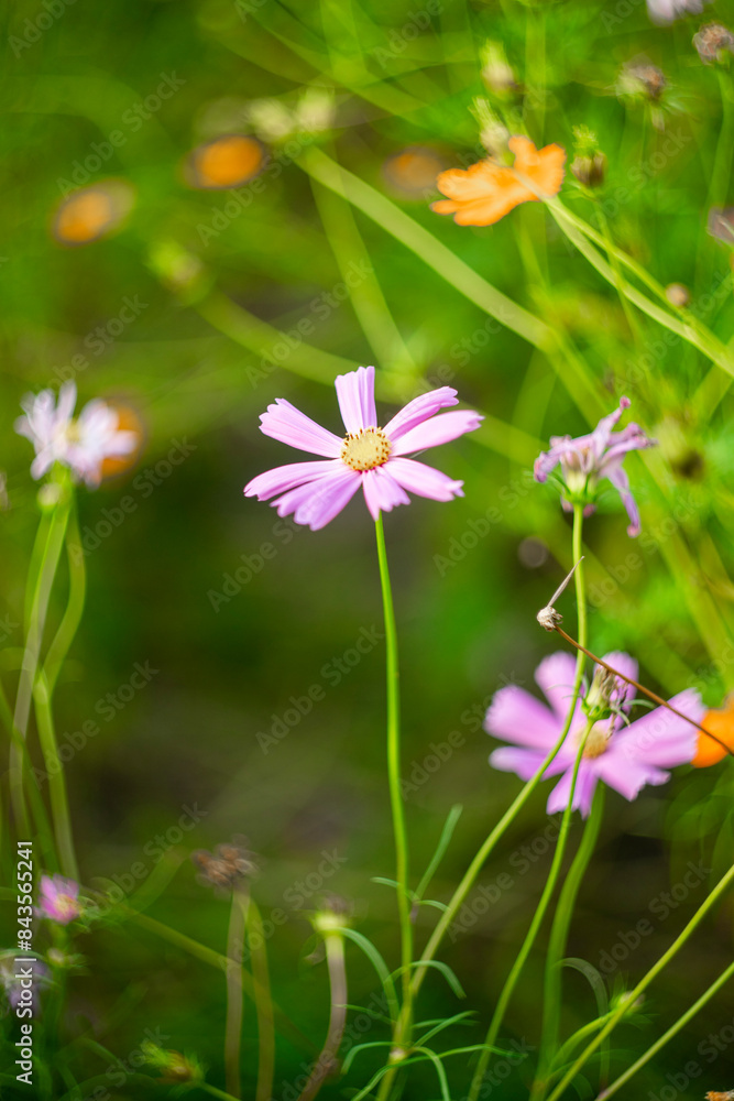 Sulfur cosmos on blurred green leaf background under sunlight with copy space using as background natural flora insect, ecology cover page concept .A cheerful display of sunny Sulfur cosmos, Sulfur cosmos on blurred green leaf background under sunlight with copy space using as background natural flora insect, ecology cover page concept .A cheerful display of sunny Sulfur cosmos,